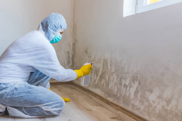 Licensed Basement Mold Remediation service in Youngsville, PA - WQB Mold Removal