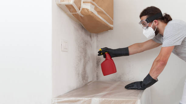 Professional Basement Mold Remediation technician working in Youngsville, PA